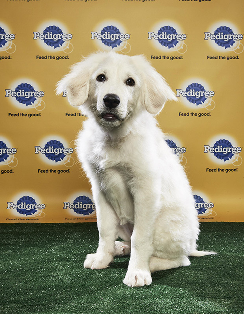 Puppy Bowl 2018