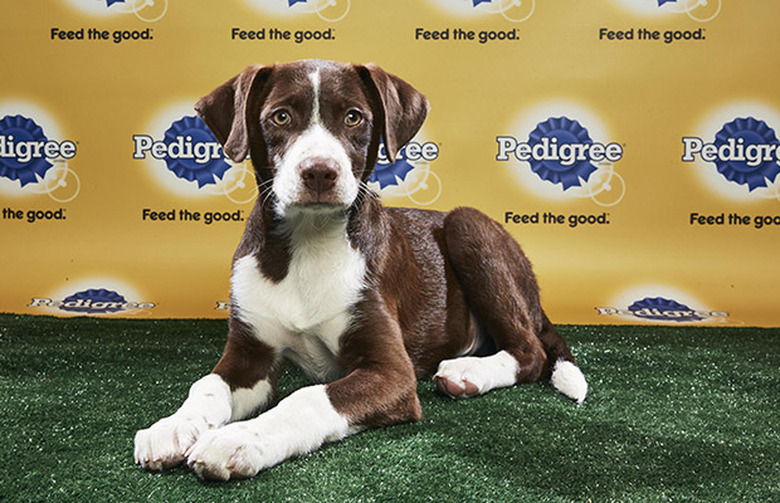 Puppy Bowl 2018