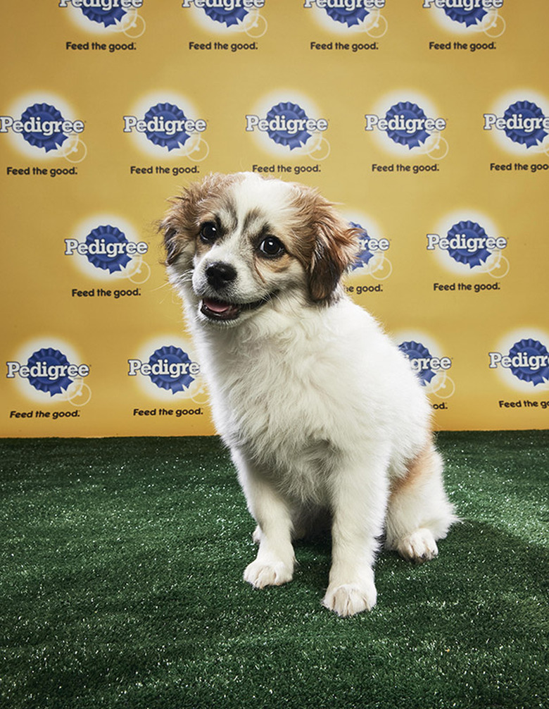 Puppy Bowl 2018