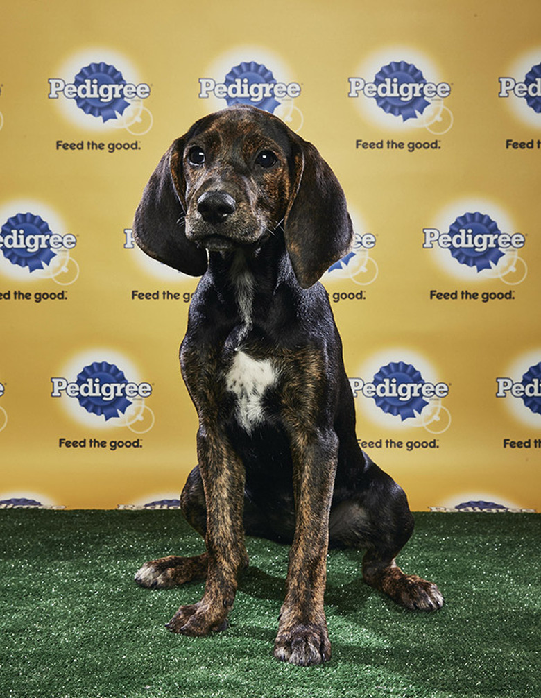 Puppy Bowl 2018