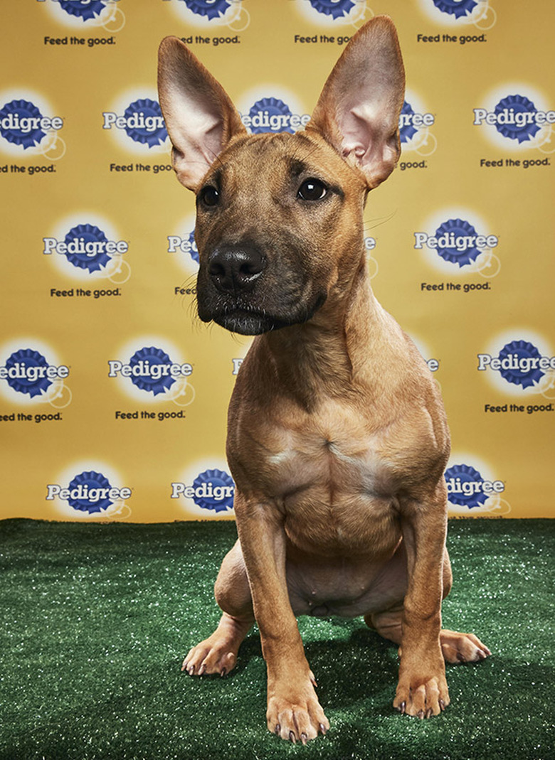 Puppy Bowl 2018