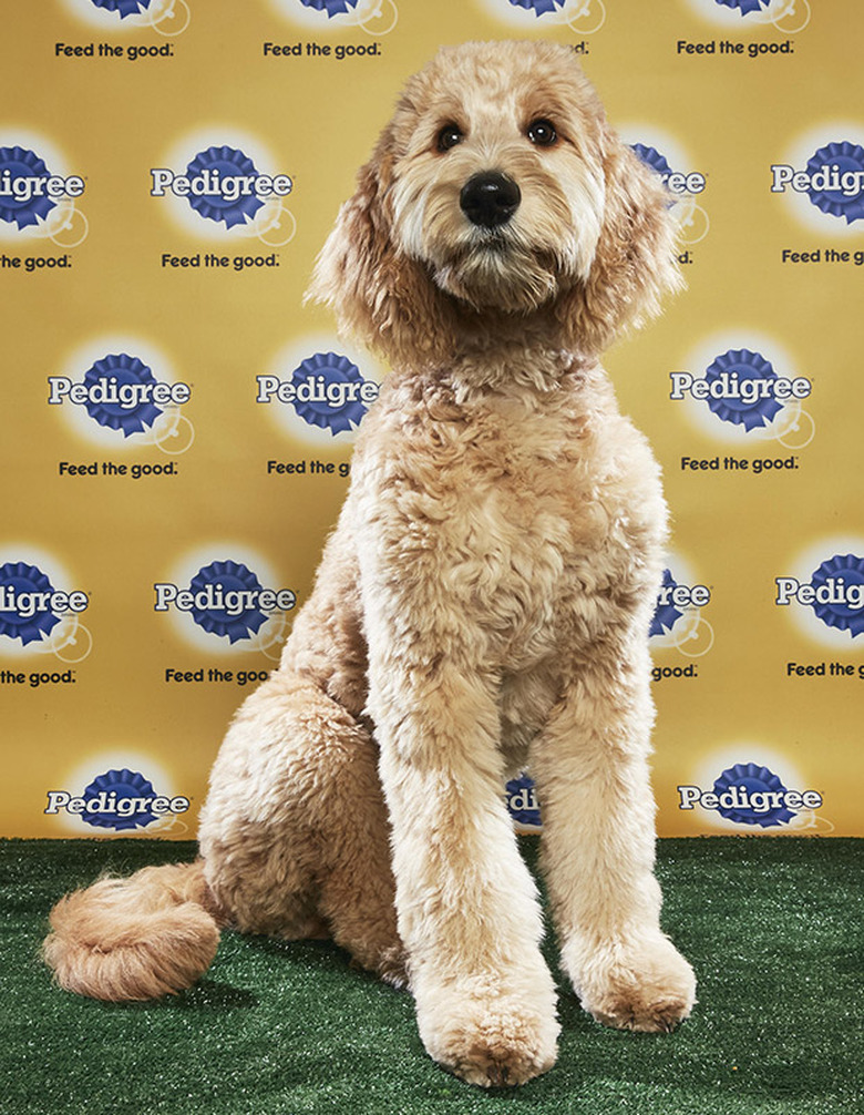 Puppy Bowl 2018