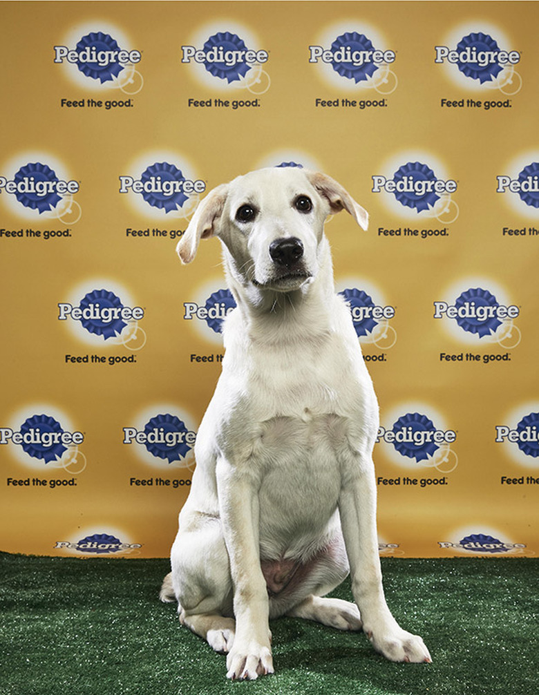 Puppy Bowl 2018