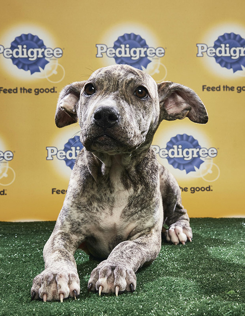 Puppy Bowl 2018