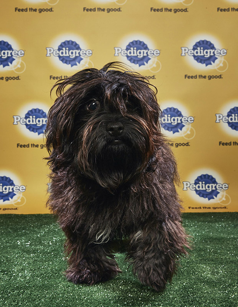 Puppy Bowl 2018
