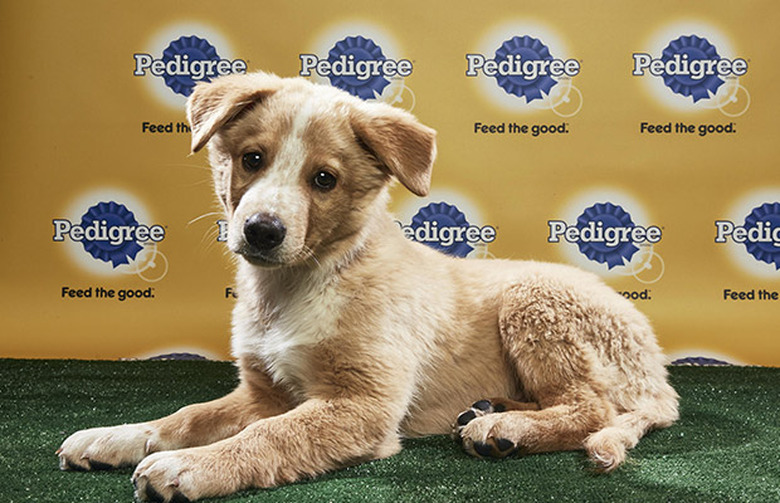 Puppy Bowl 2018