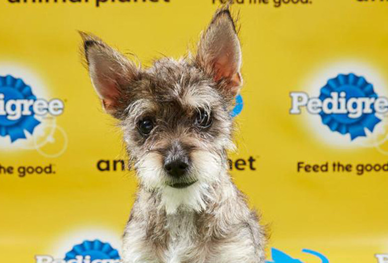 Puppy Bowl 2019 Photos