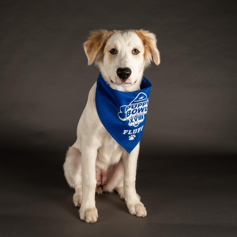 Puppy Bowl 2022
