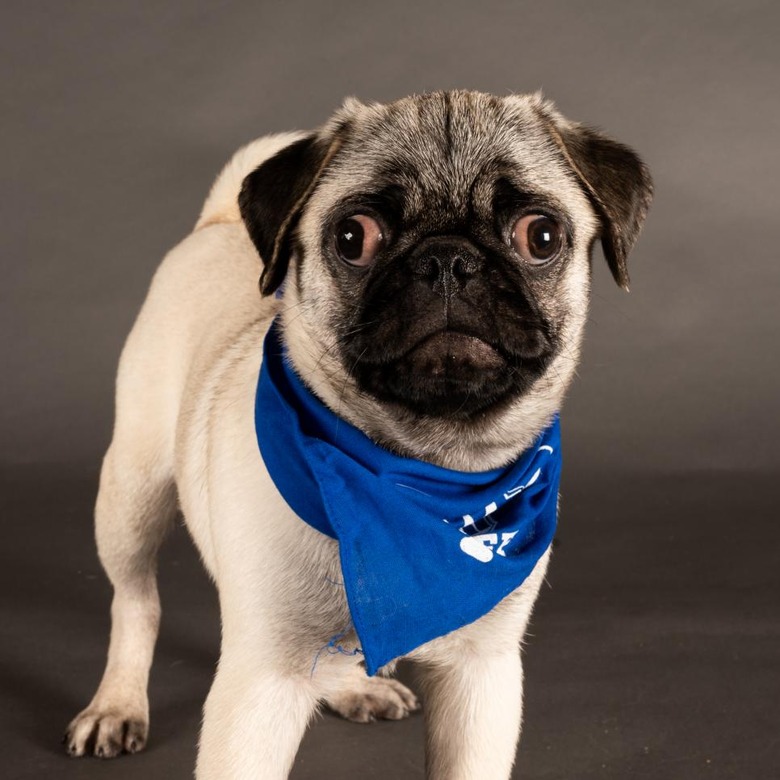 Puppy Bowl 2022