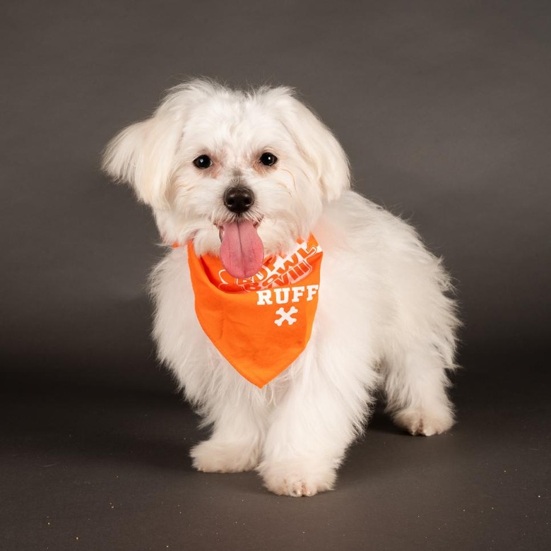 Puppy Bowl 2022