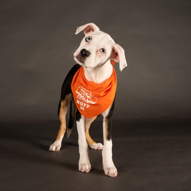 Puppy Bowl 2022