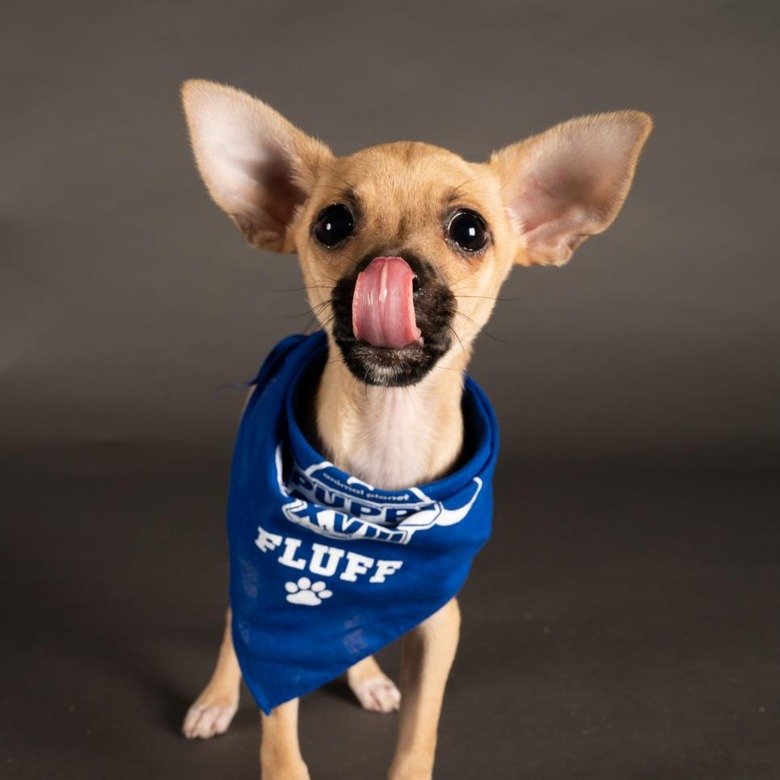 Puppy Bowl 2022