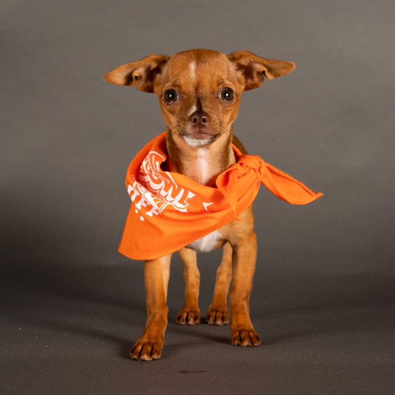 Puppy Bowl 2022