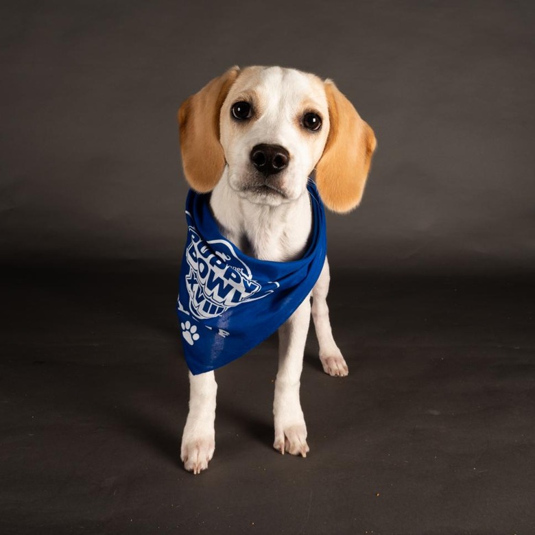 Puppy Bowl 2022