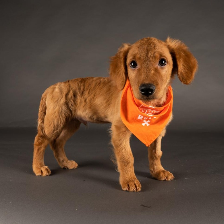 Puppy Bowl 2022