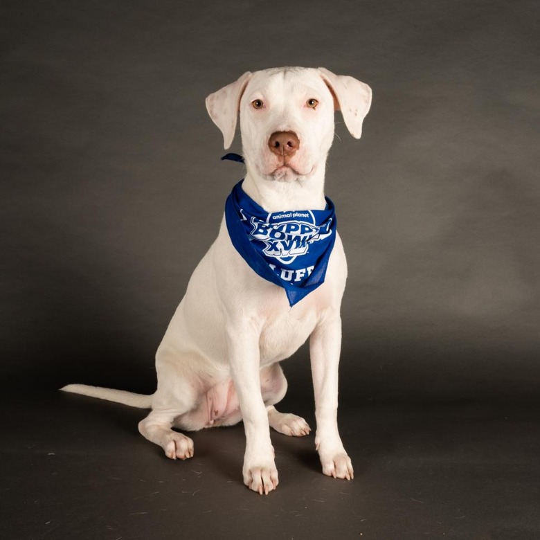Puppy Bowl 2022