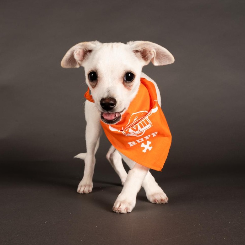 Puppy Bowl 2022