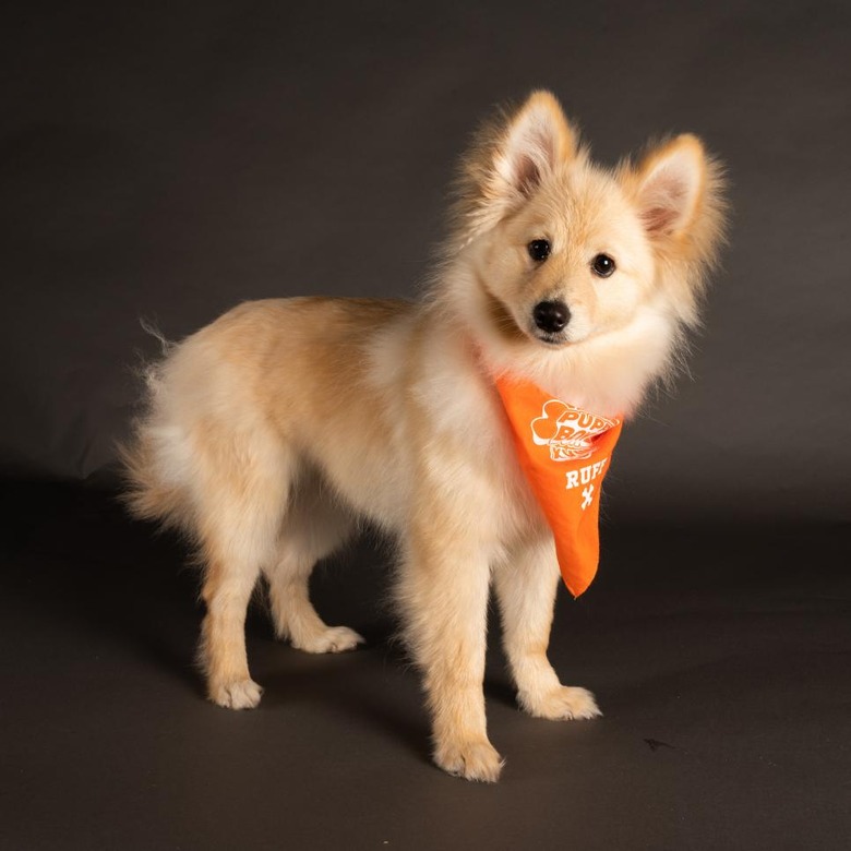 Puppy Bowl 2022