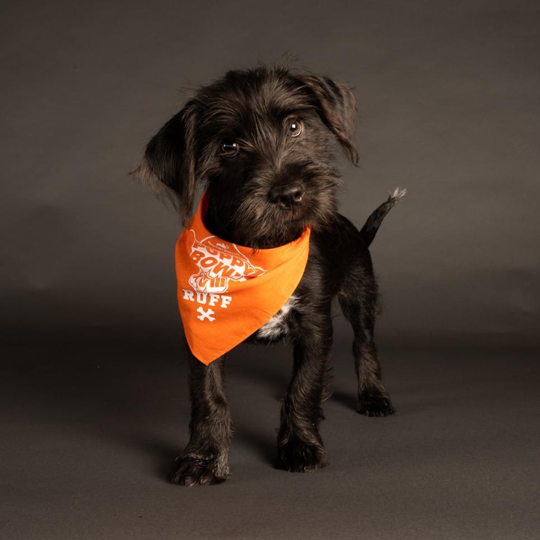 Puppy Bowl 2022