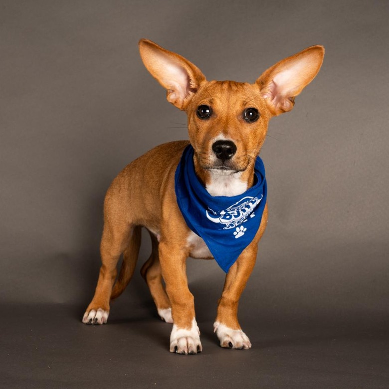 Puppy Bowl 2022