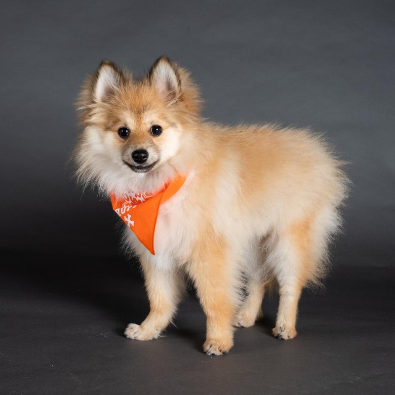 Puppy Bowl 2022