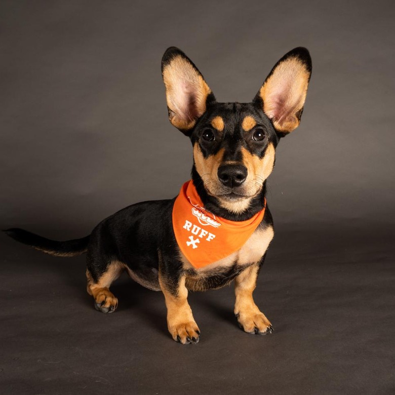 Puppy Bowl 2022