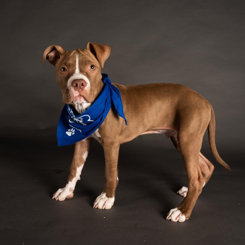 Puppy Bowl 2022