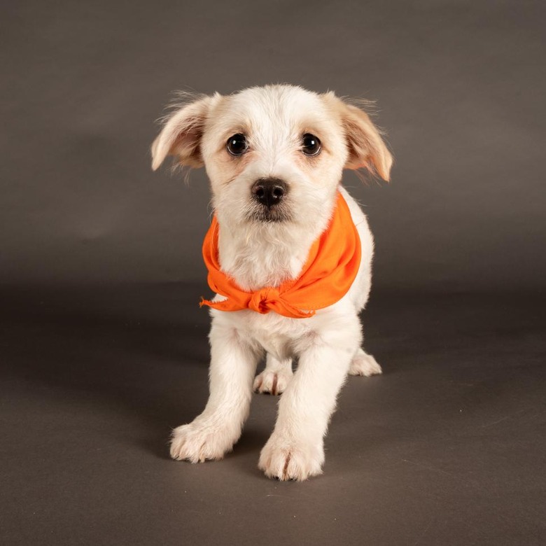 Puppy Bowl 2022