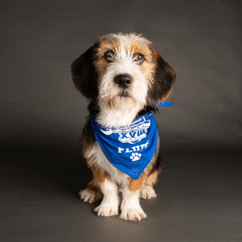 Puppy Bowl 2022