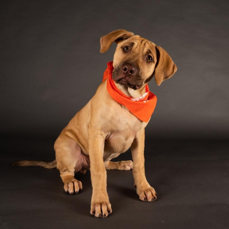 Puppy Bowl 2022