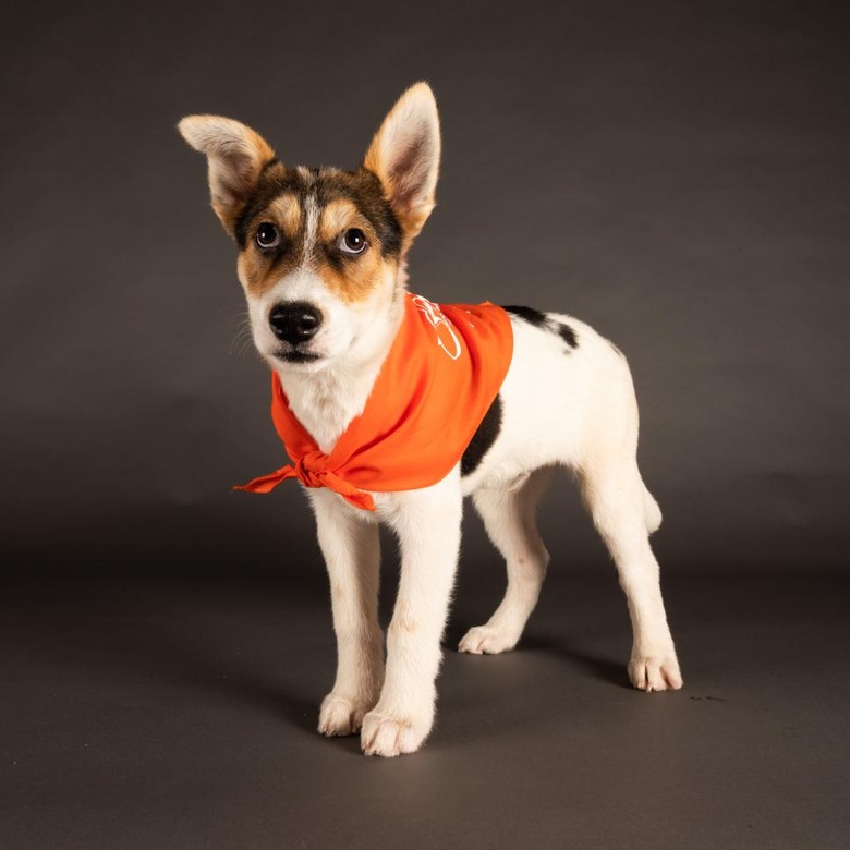 Puppy Bowl 2022