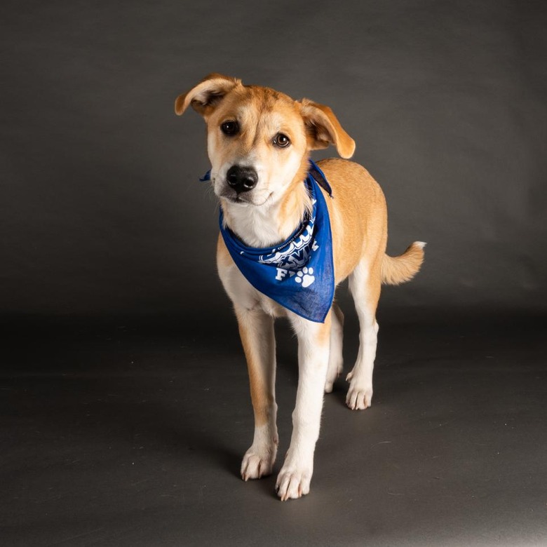 Puppy Bowl 2022