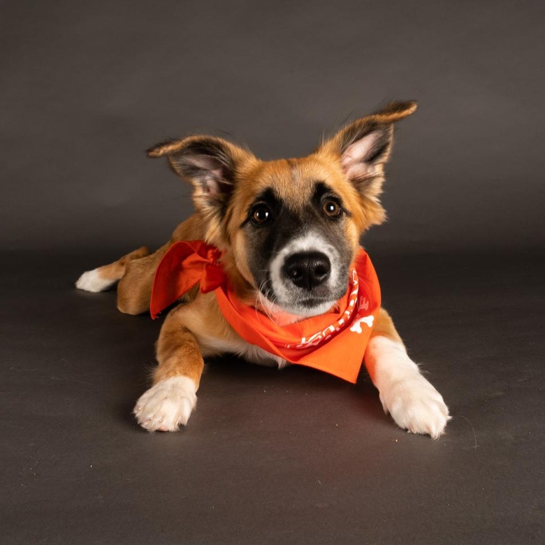Puppy Bowl 2022