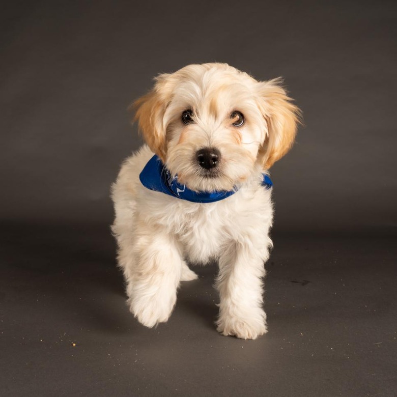 Puppy Bowl 2022