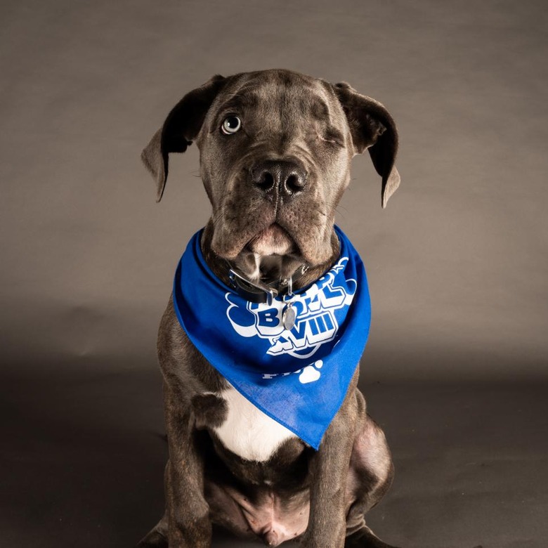 Puppy Bowl 2022