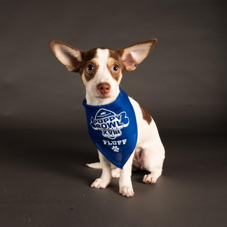 Puppy Bowl 2022