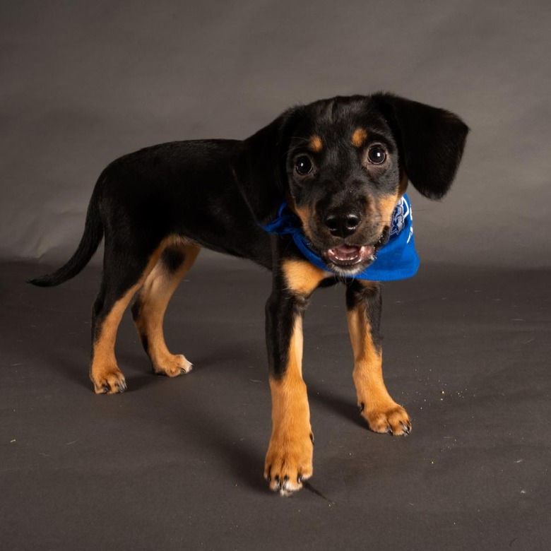 Puppy Bowl 2022