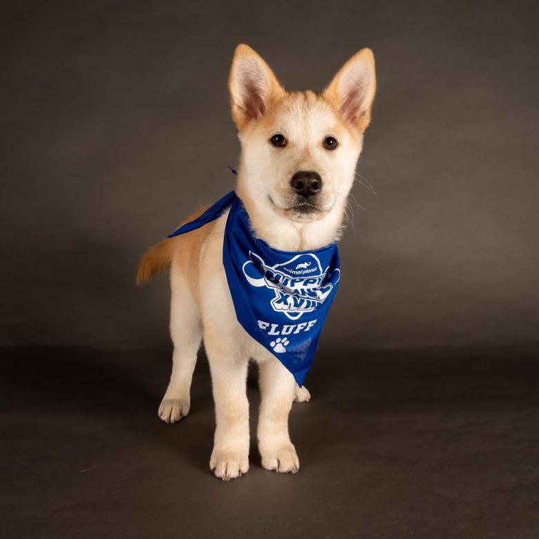 Puppy Bowl 2022