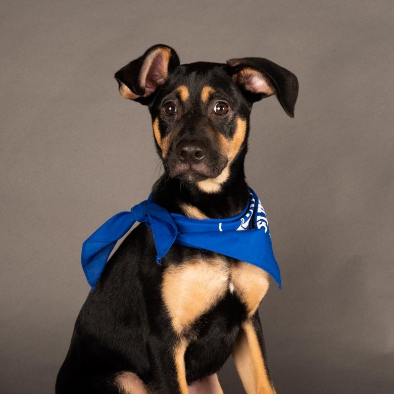 Puppy Bowl 2022