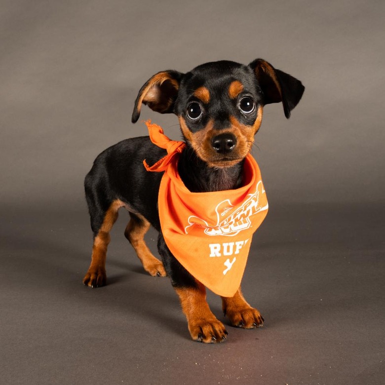 Puppy Bowl 2022