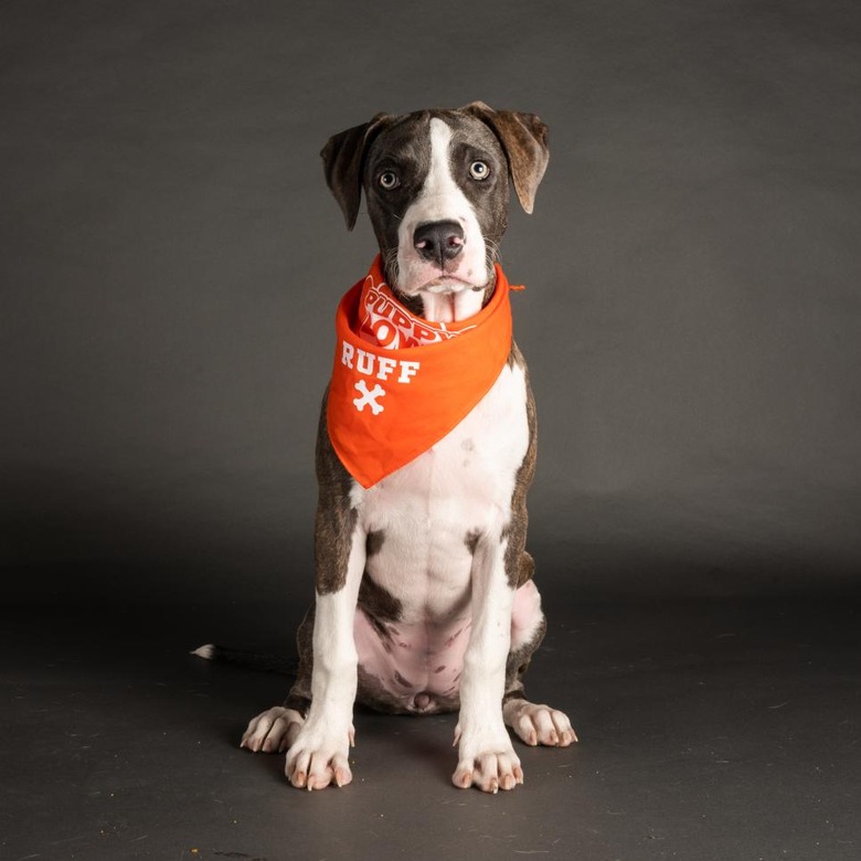 Puppy Bowl 2022
