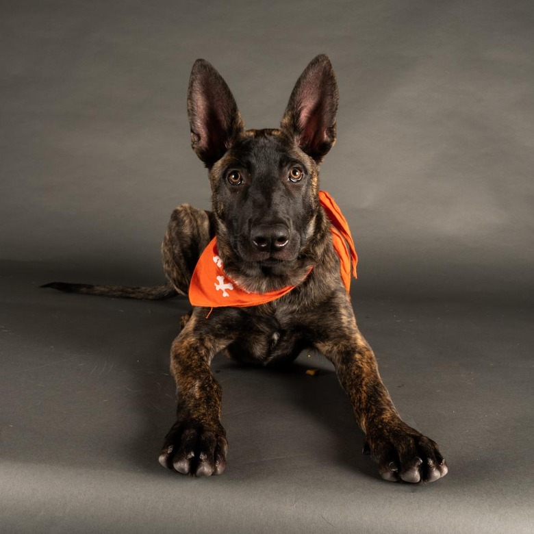 Puppy Bowl 2022