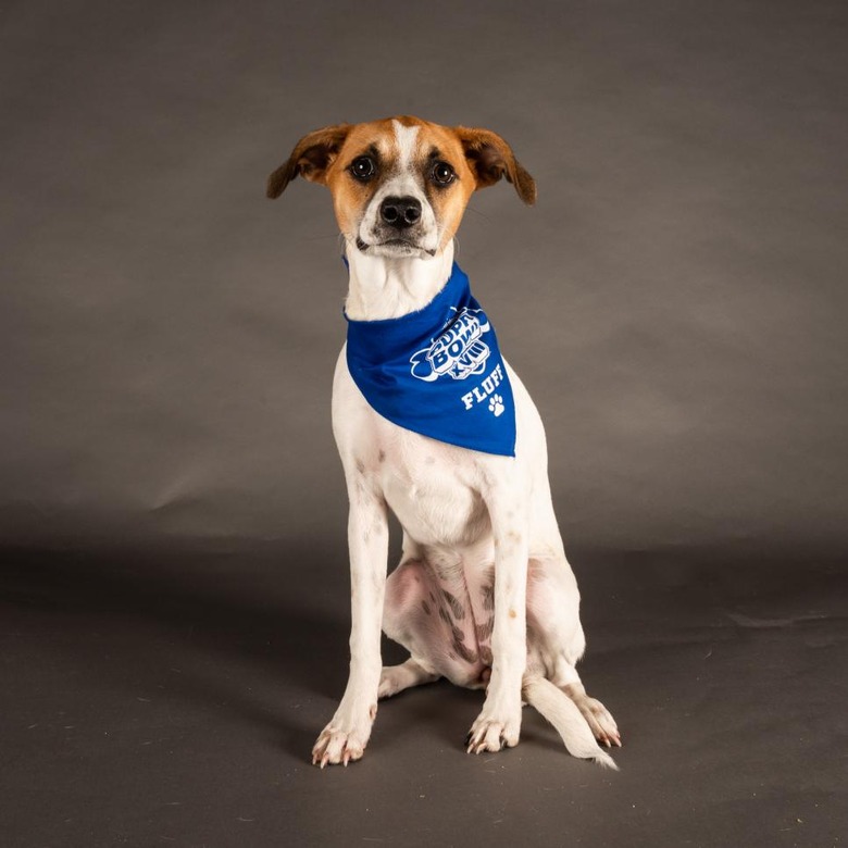 Puppy Bowl 2022