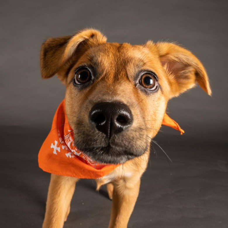 Puppy Bowl 2022