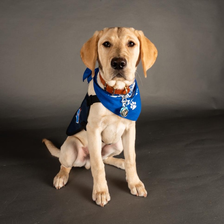 Puppy Bowl 2022