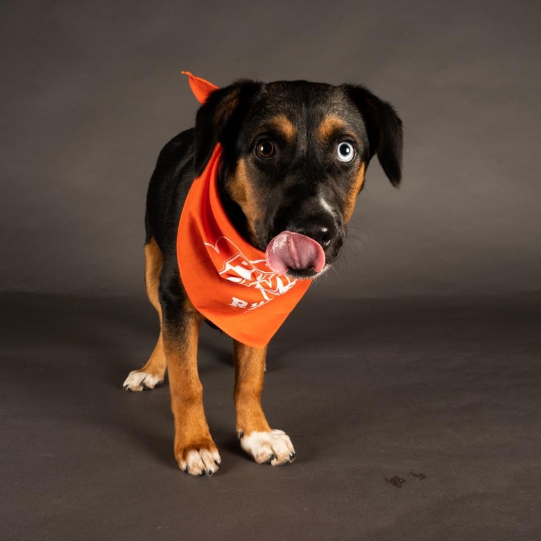 Puppy Bowl 2022