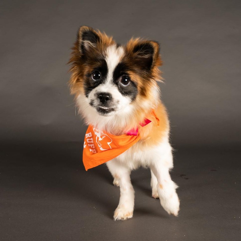 Puppy Bowl 2022