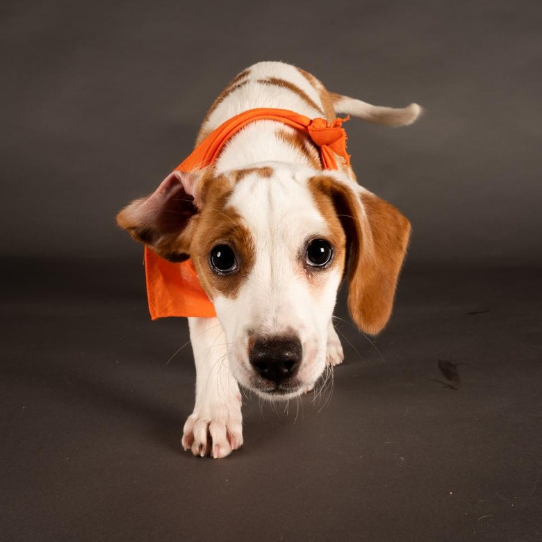 Puppy Bowl 2022