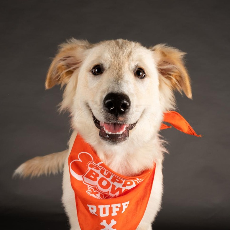 Puppy Bowl 2022