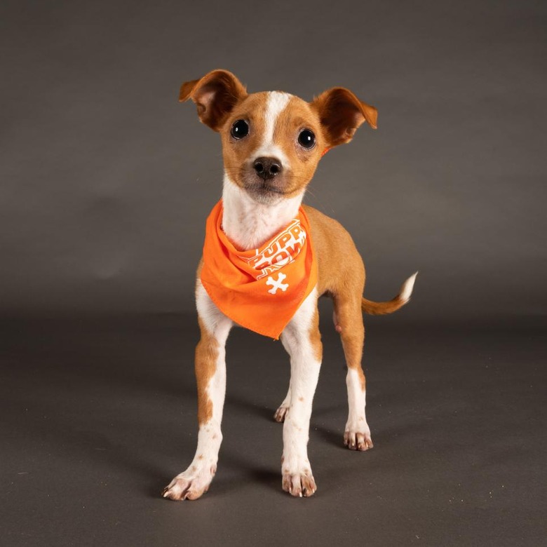 Puppy Bowl 2022
